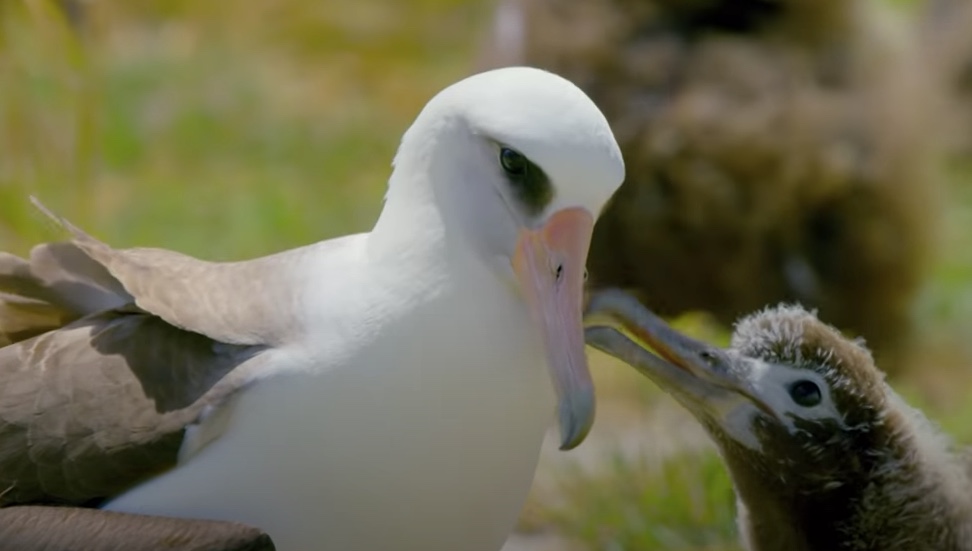 albatros laysan Wisdomalbatros laysan Wisdom