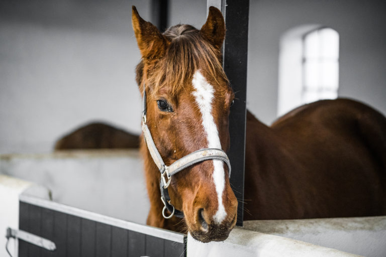 cheval box écurie