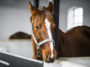 cheval box écurie
