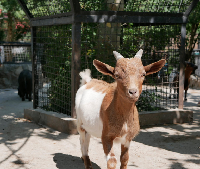 chèvre naine rousse