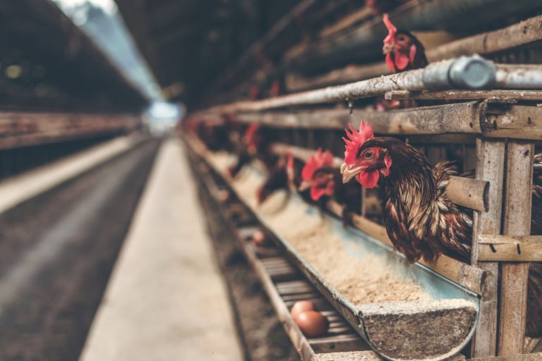 élevage poules