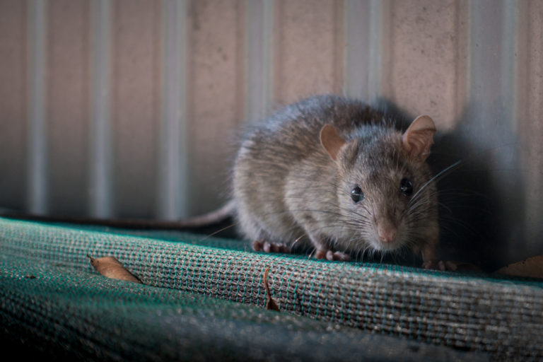 rat