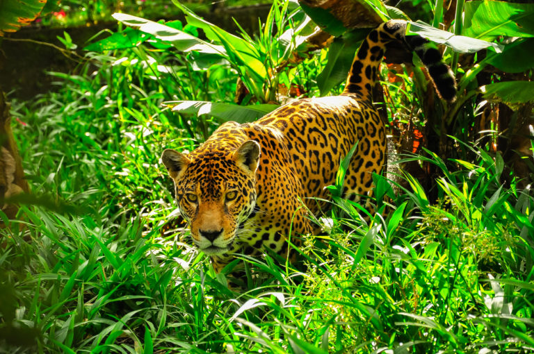 léopard dans la jungle documentaires animaliers