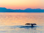 nageoire de baleine hors de l'eau soleil couchant