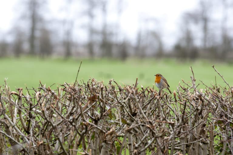 oiseaux champ