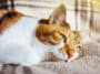 chat