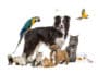 animal compagnie chien chat oiseau
