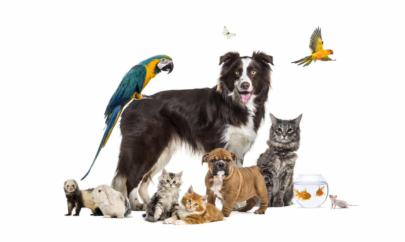 animal compagnie chien chat oiseau