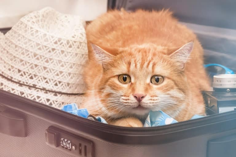 chat vacances partir voyage voyager animal de compagnie