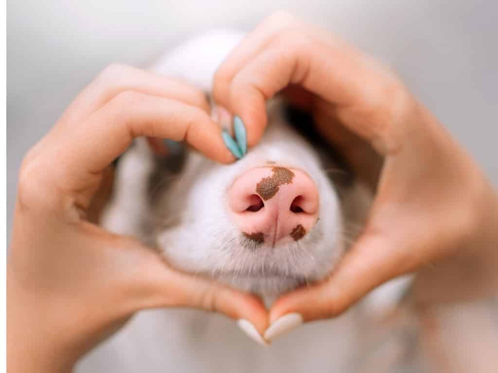 museau d'un chien entouré d'un coeur avec des mains