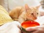 chat bol gamelle eau boire