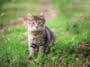chaton seul parc jardin