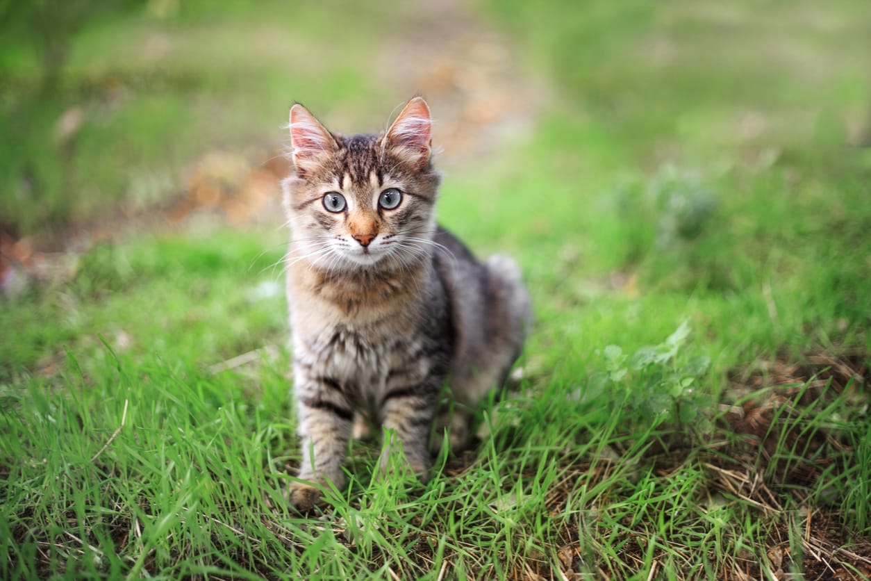 chaton seul parc jardin
