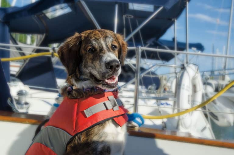 chien bateau gilet sauvetage
