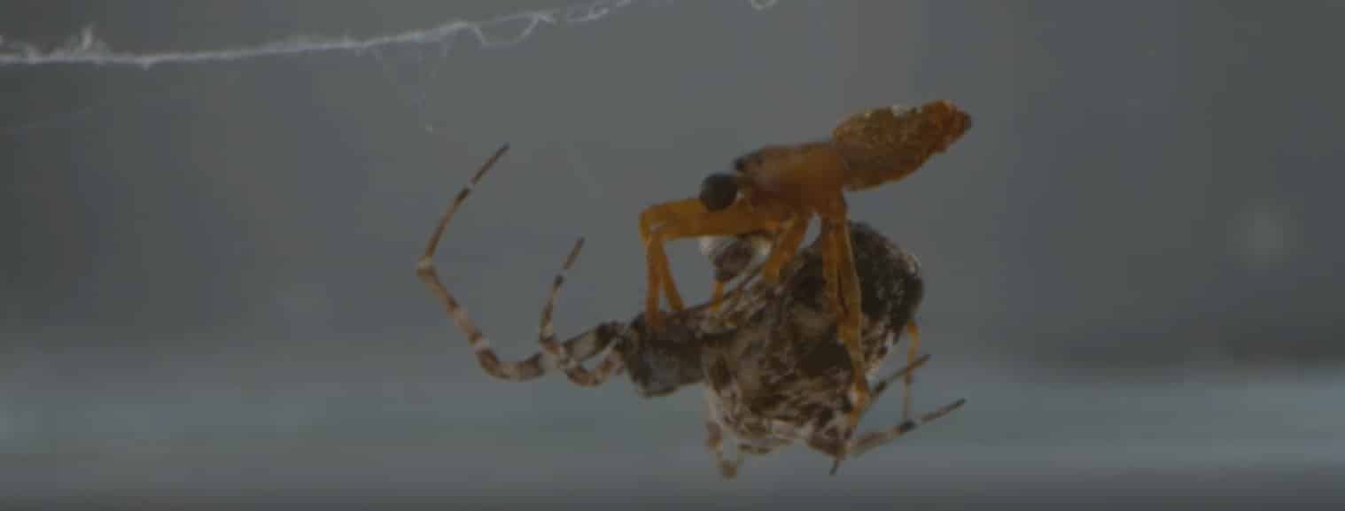 araignées accouplement