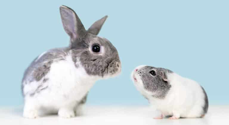 lapin et cochon d'Inde