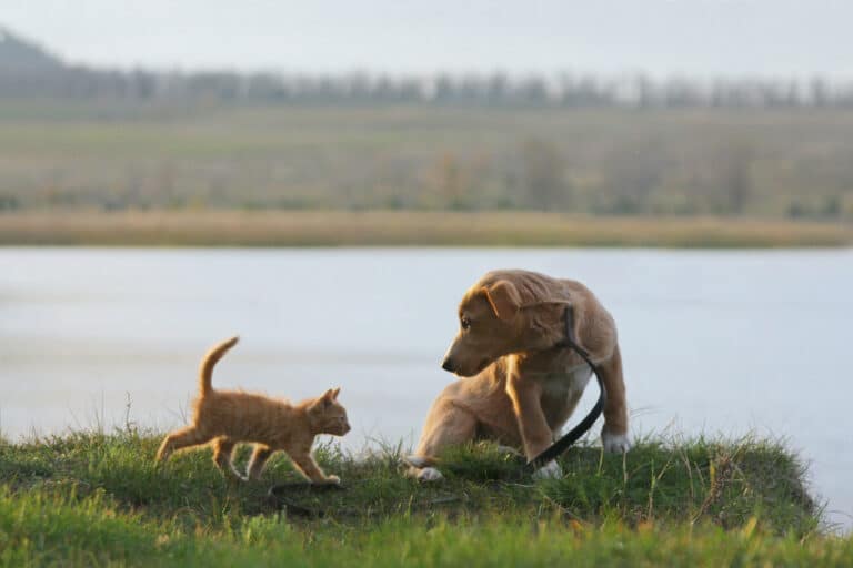 chat et chien