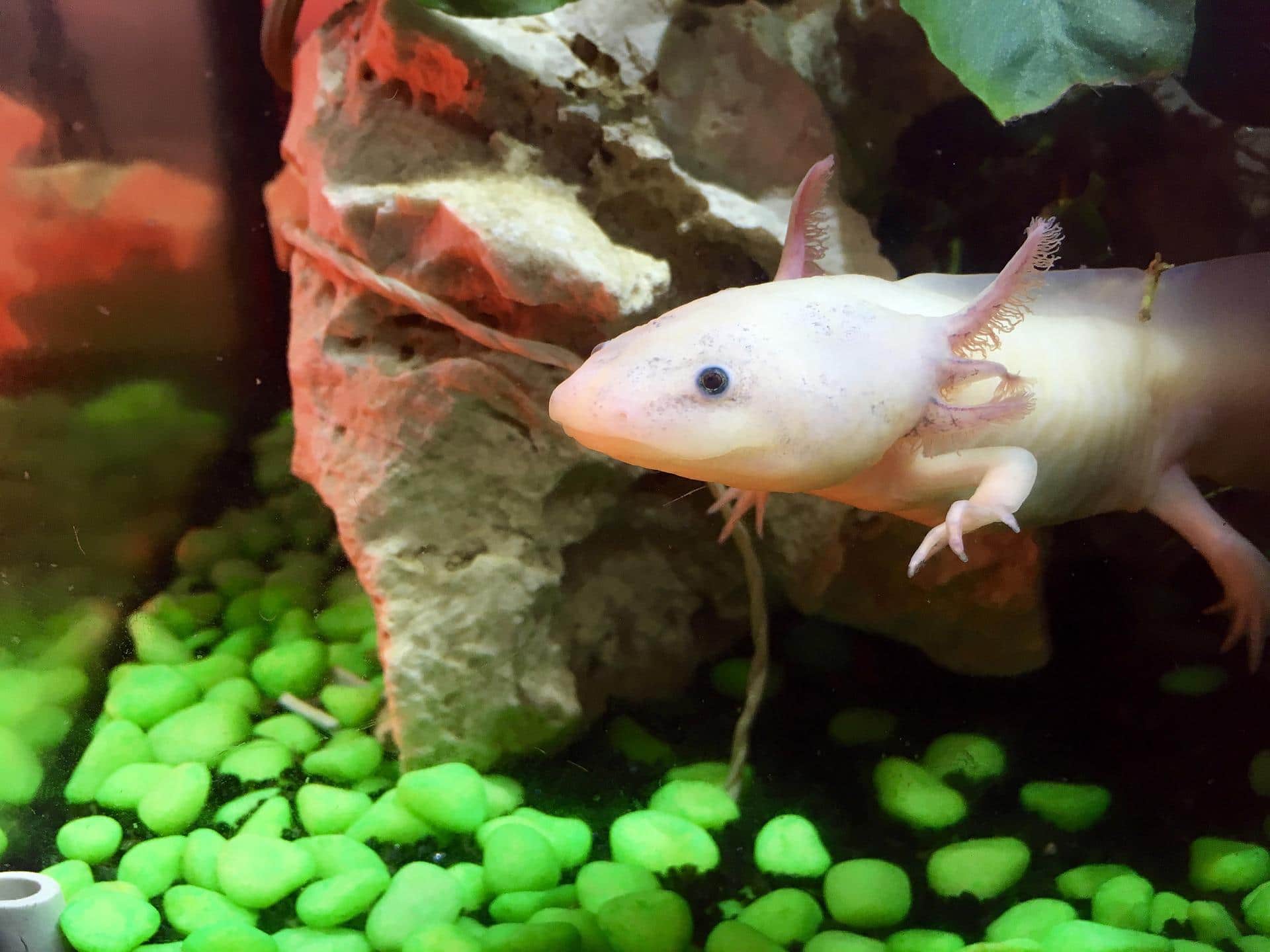 axolotl 3