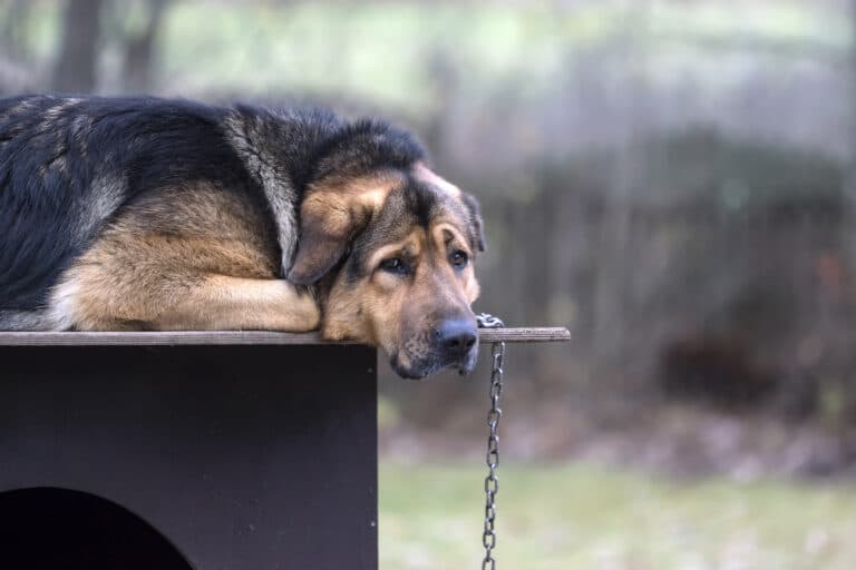 chien enchaîné