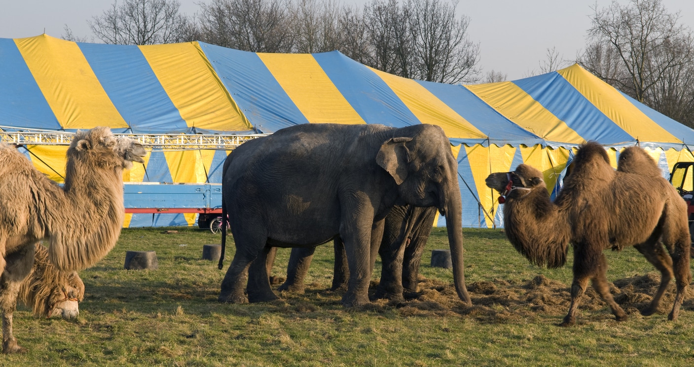 cirque animaux
