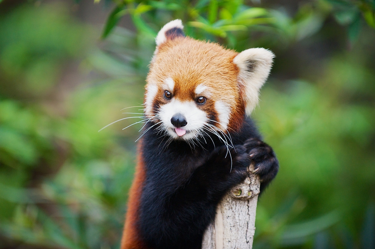 panda roux