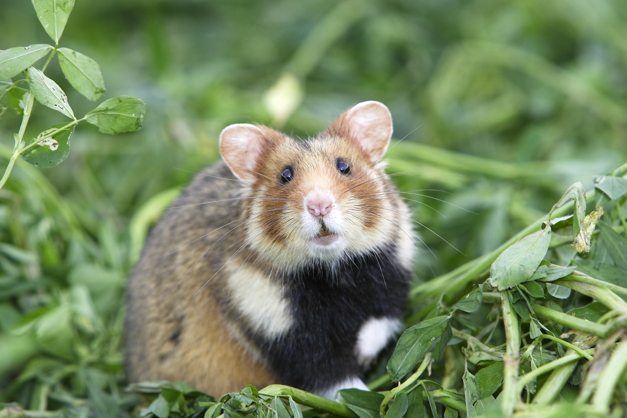 hamster sauvage