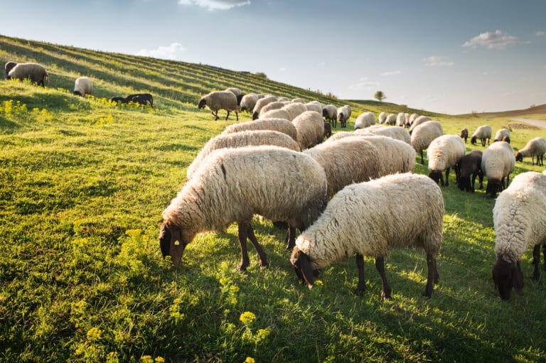 moutons pâturage
