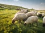 moutons pâturage