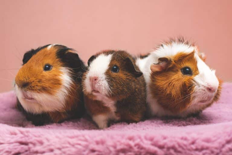 3 cochons d'Inde