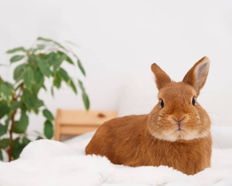 lapin couché