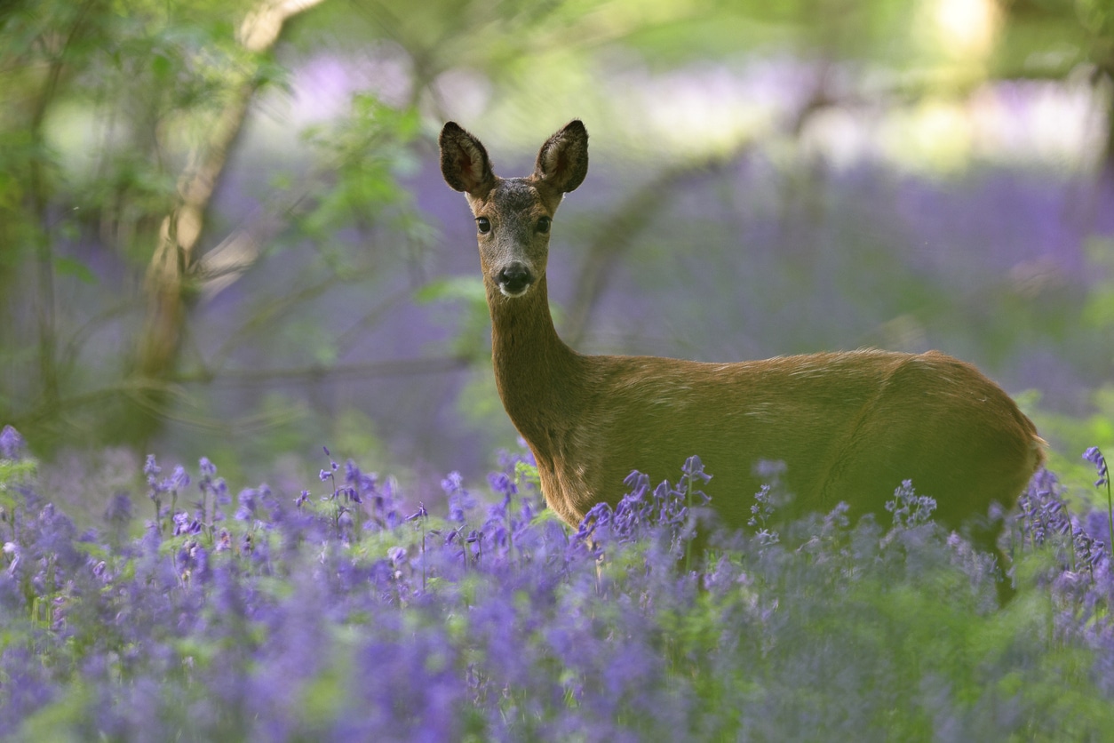Biche dans les fleurs cervidés