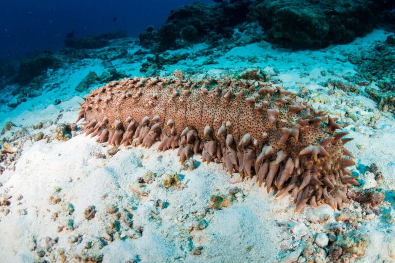 concombre de mer
