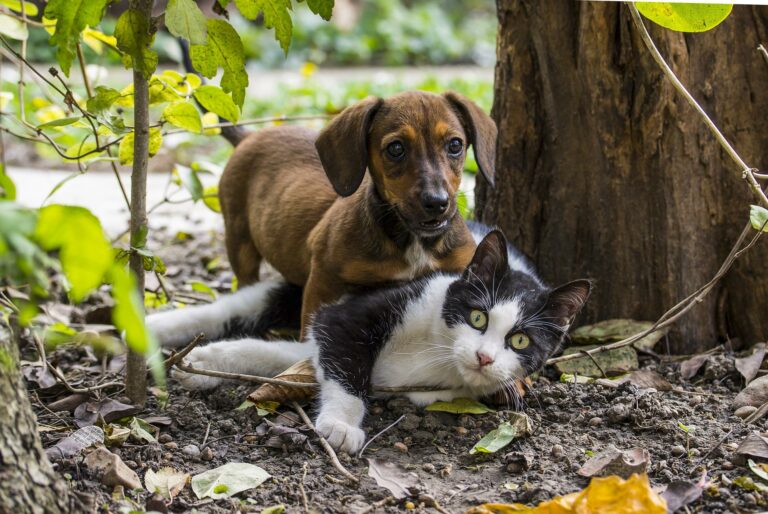chien chat