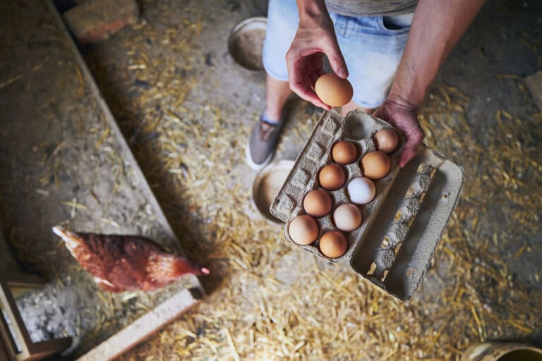 Oeufs de poule