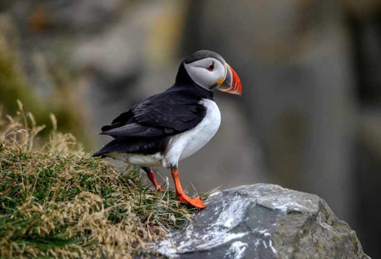 macareux moine oiseau
