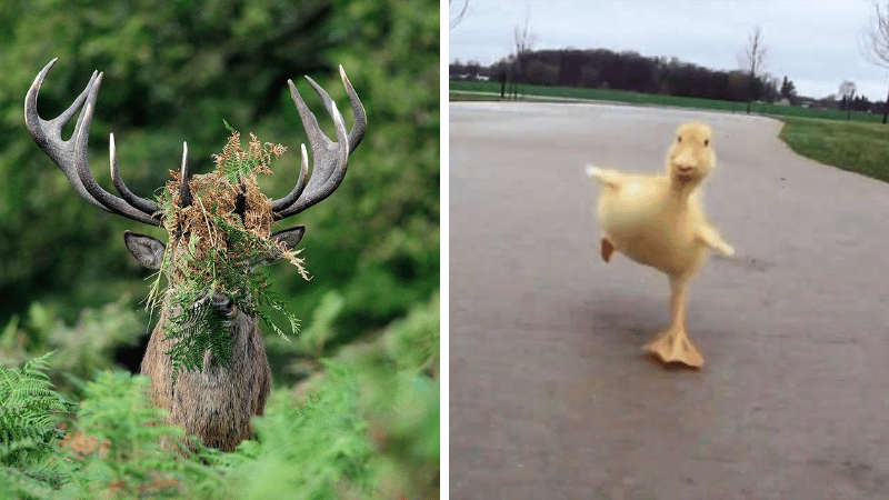 cerf et caneton photos animaux