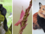 animaux couleurs