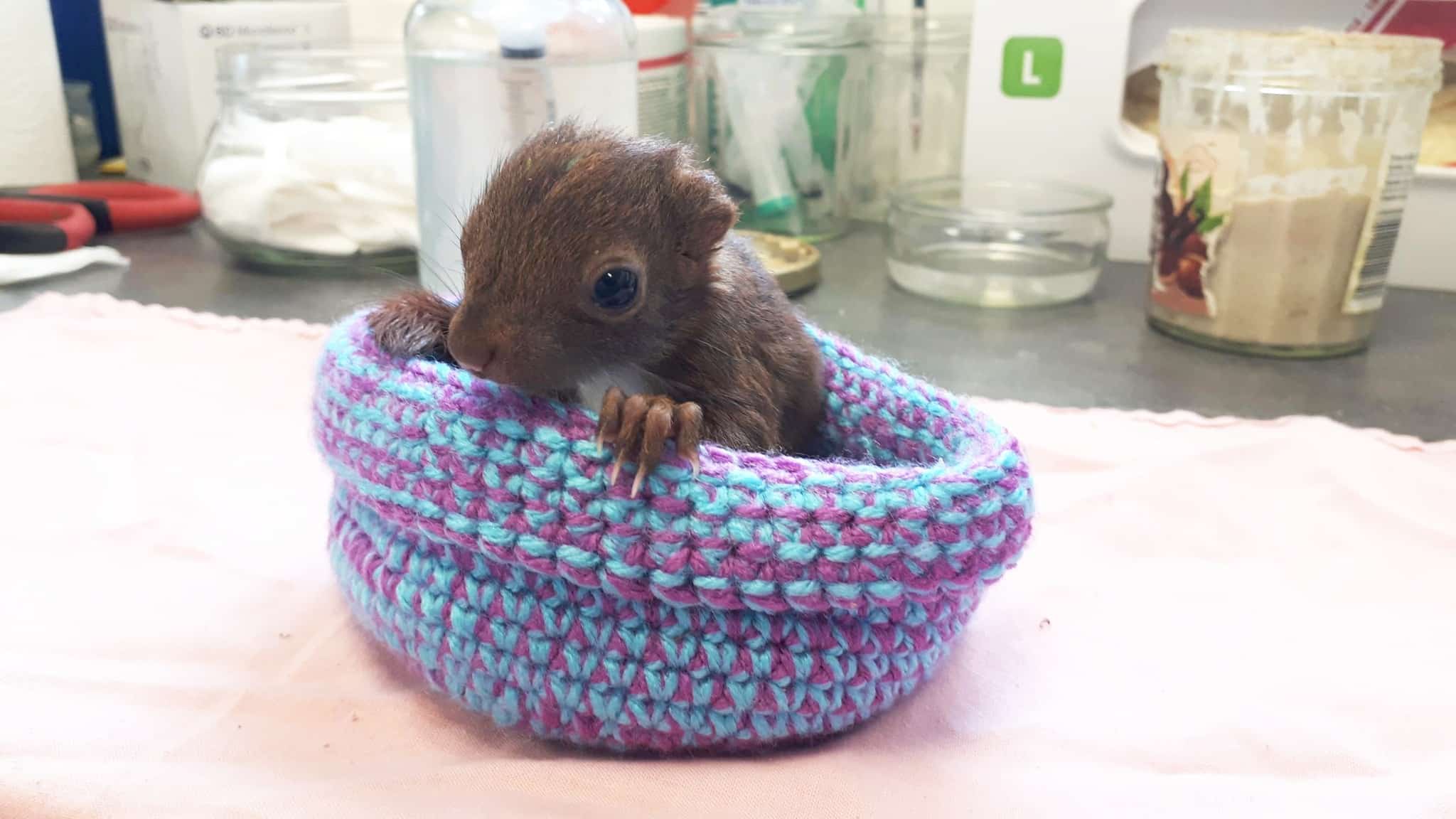 écureuil roux secours incendie