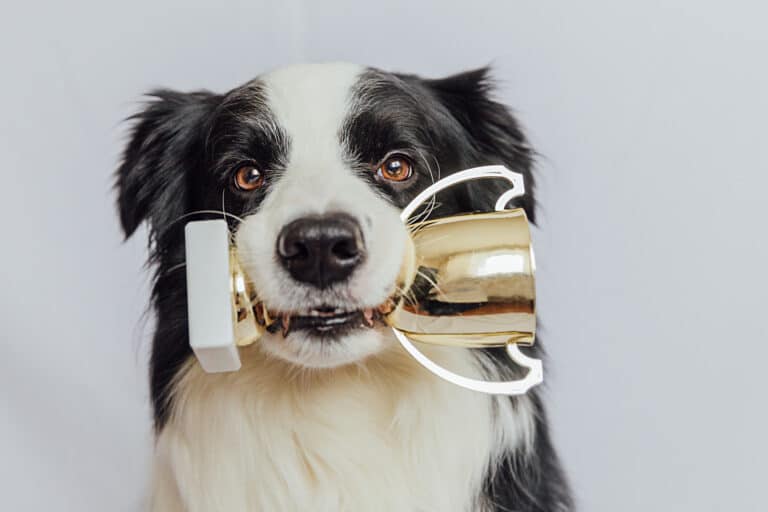 chien trophée