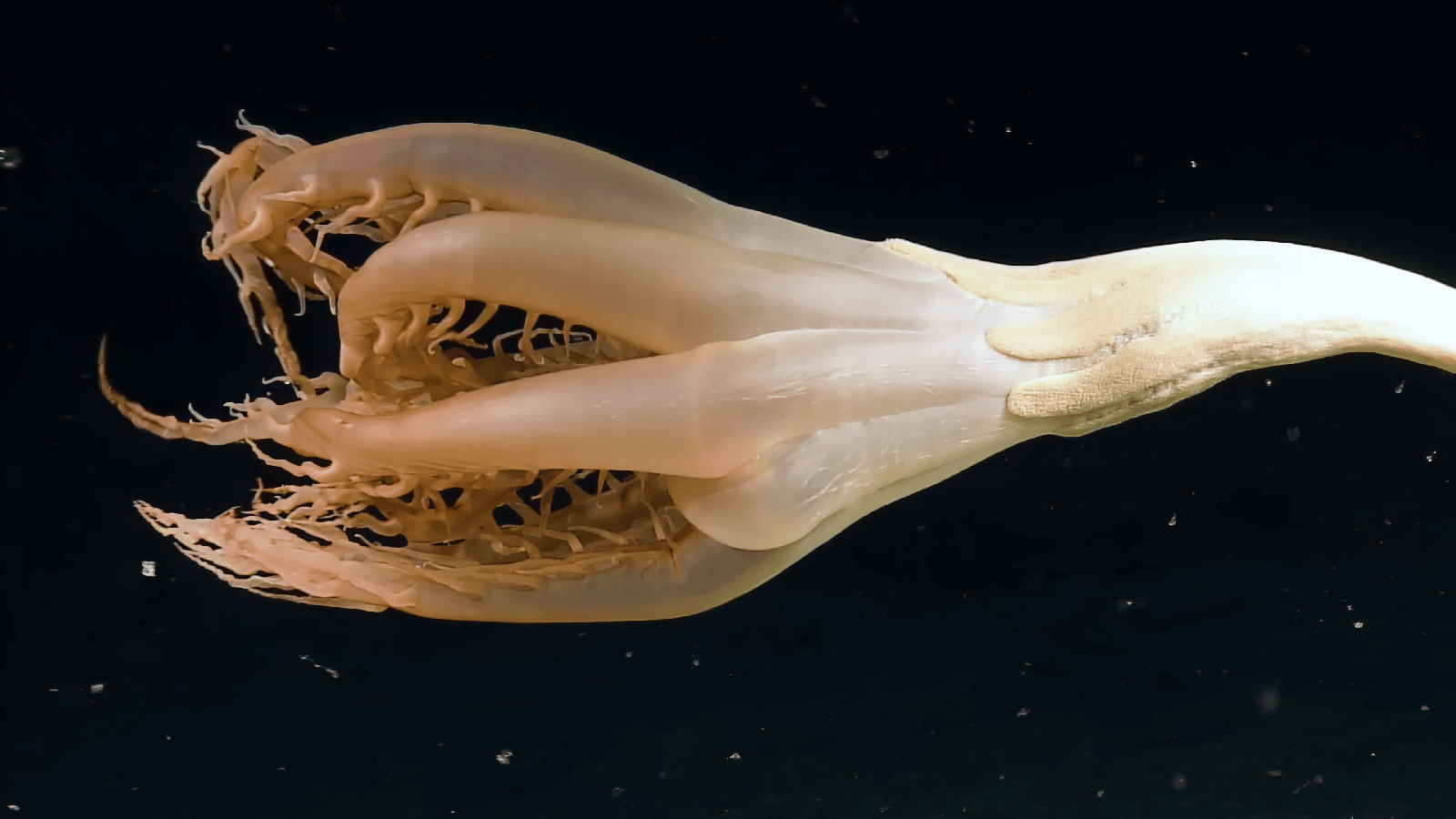 Solumbellula monocephalus cnidaire