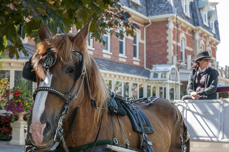 cheval calèche
