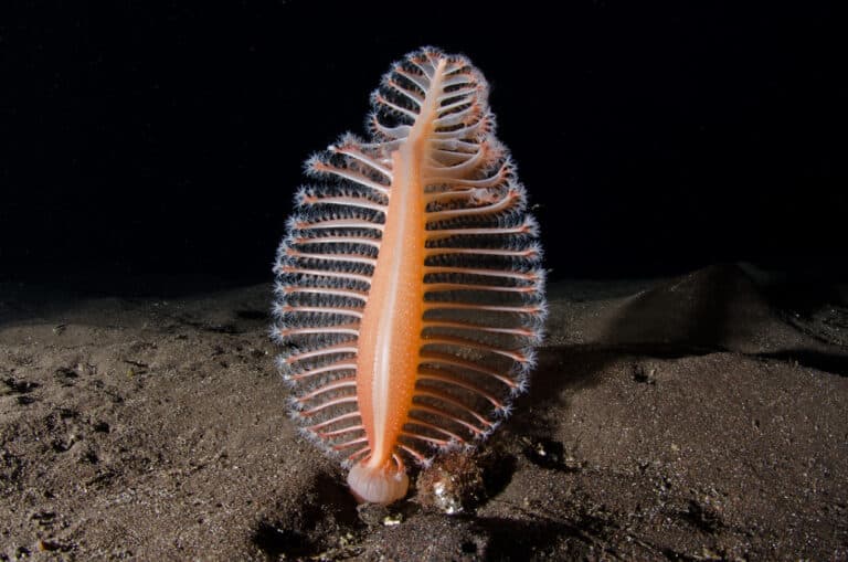 plume de mer