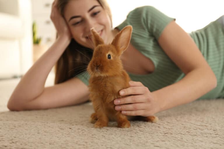 lapin domestique