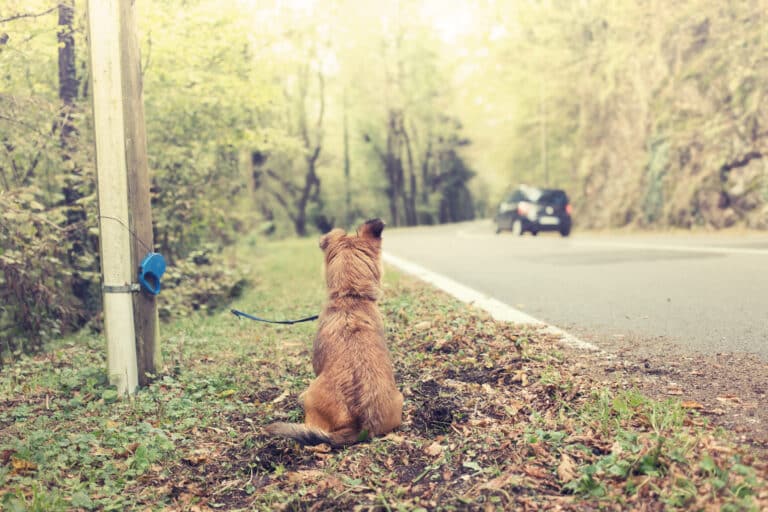 chien abandonné vacances