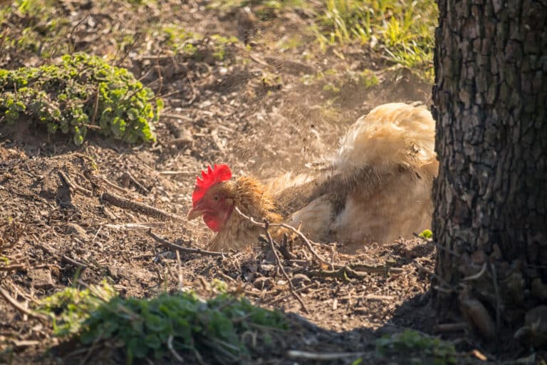 poule bain de poussière
