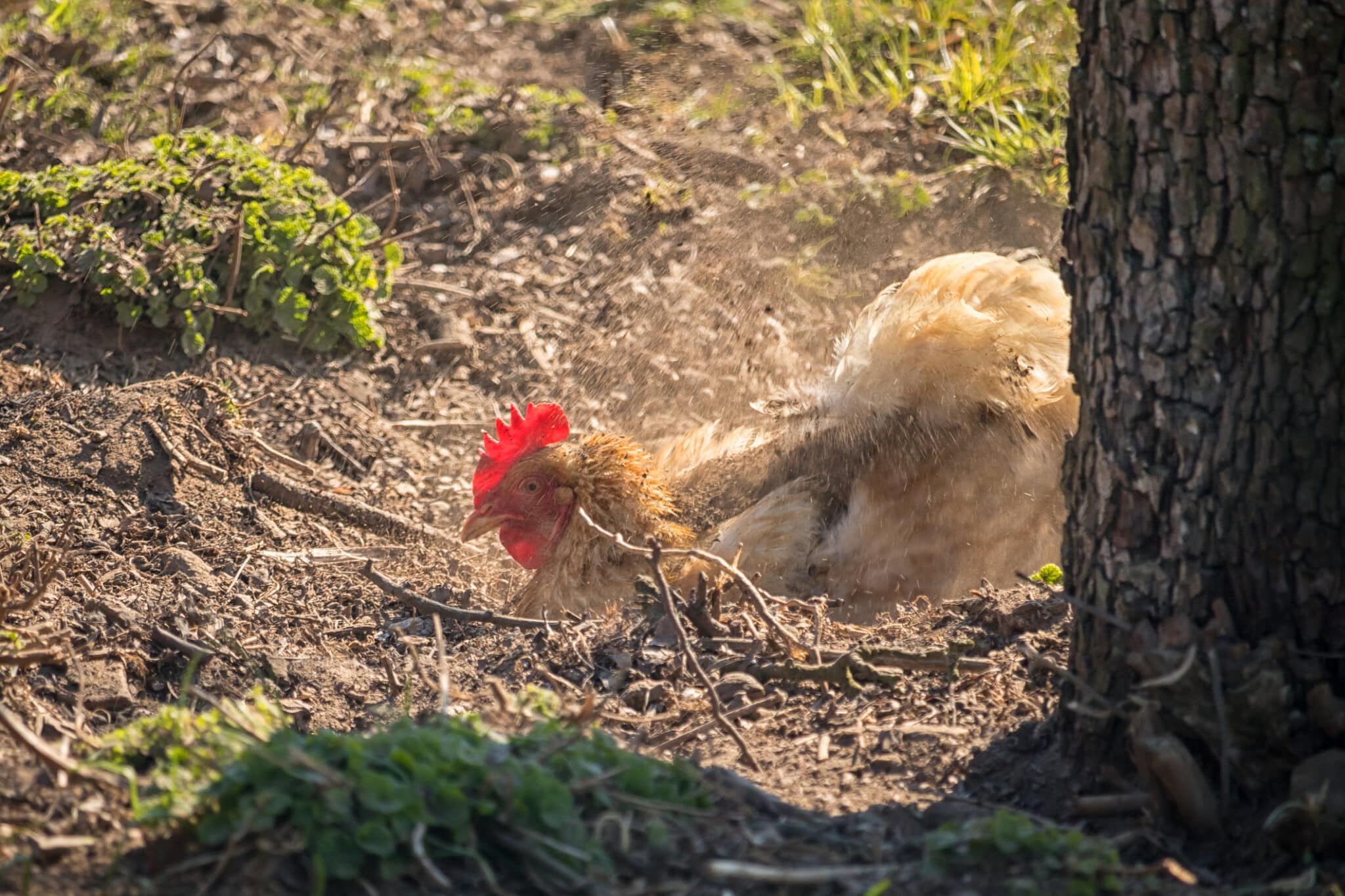poule bain de poussière