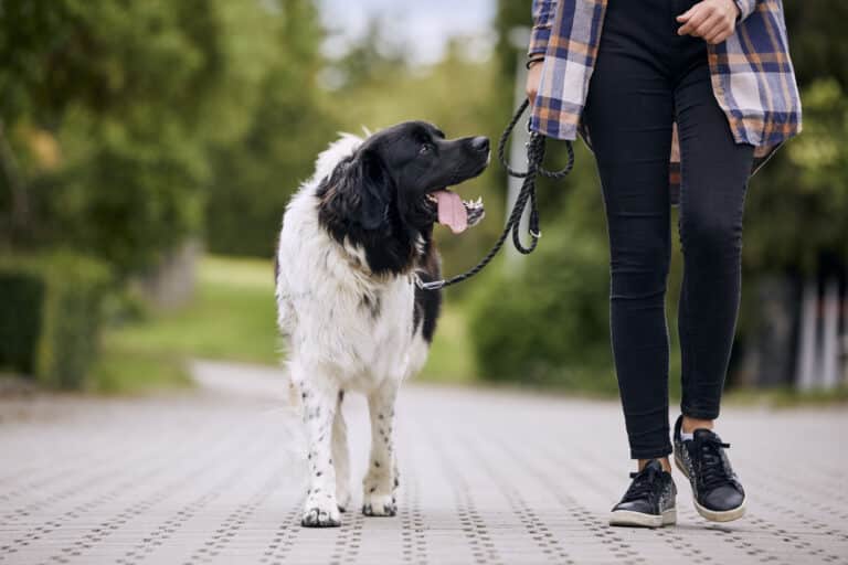chien promenade