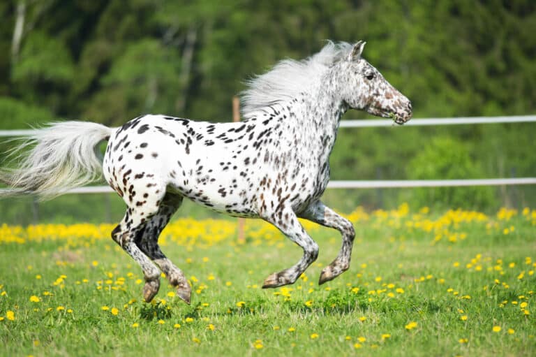 appaloosa
