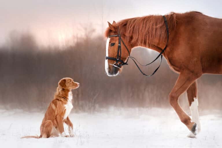chien cheval