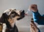chien CBD